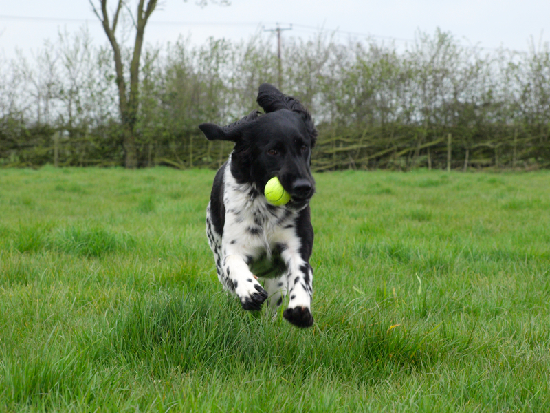 Munsterlander retrieves a ball